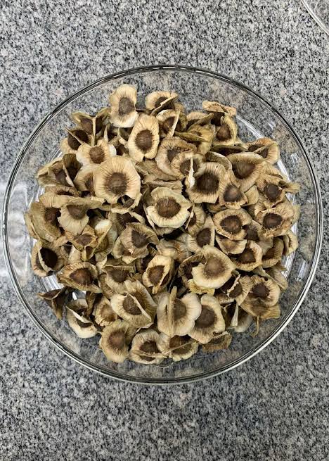 Moringa Seeds