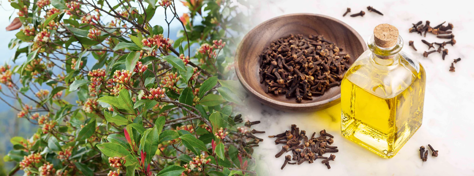 Cloves (50g-100g) - Image 3