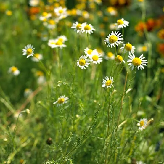 Chamomile Flower