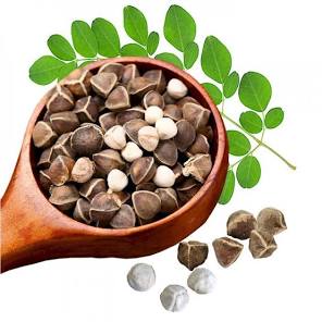 Moringa Seeds - Image 2