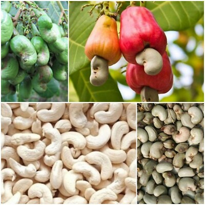 Raw Cashew Nuts (100g) - Image 3